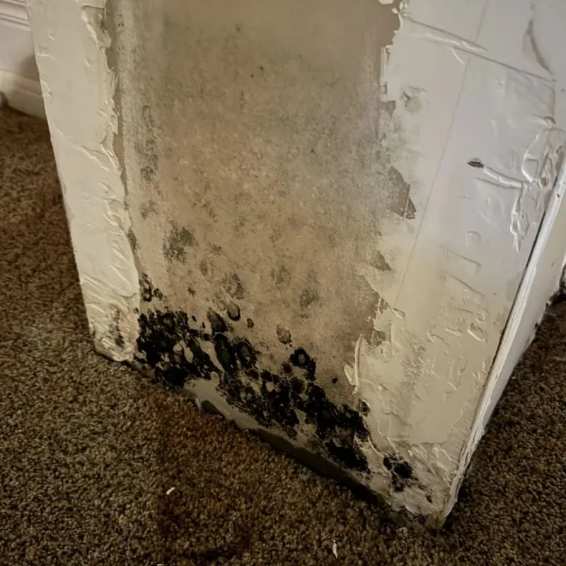 Professional Mold Removal in Southport, NC